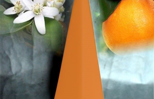 L’orangeraie