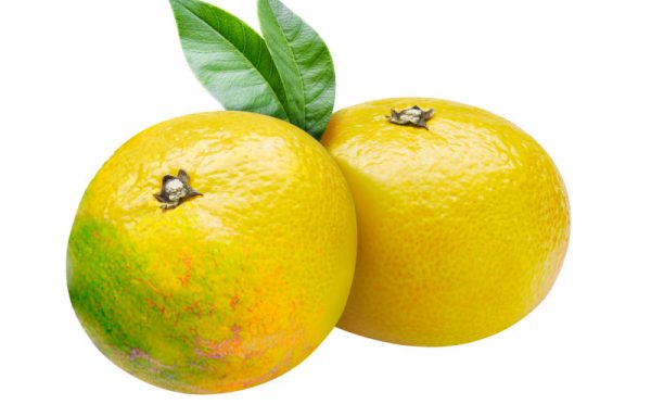Fondants – Mandarine jaune