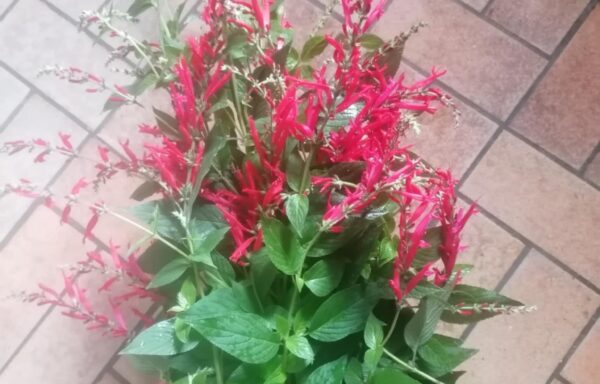 Plantes séchées du jardin