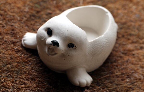 Pot phoque